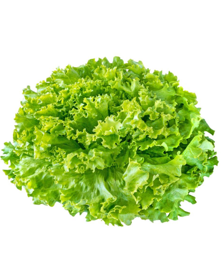 Salata verde creata, ECO, 1 buc (micuta)
