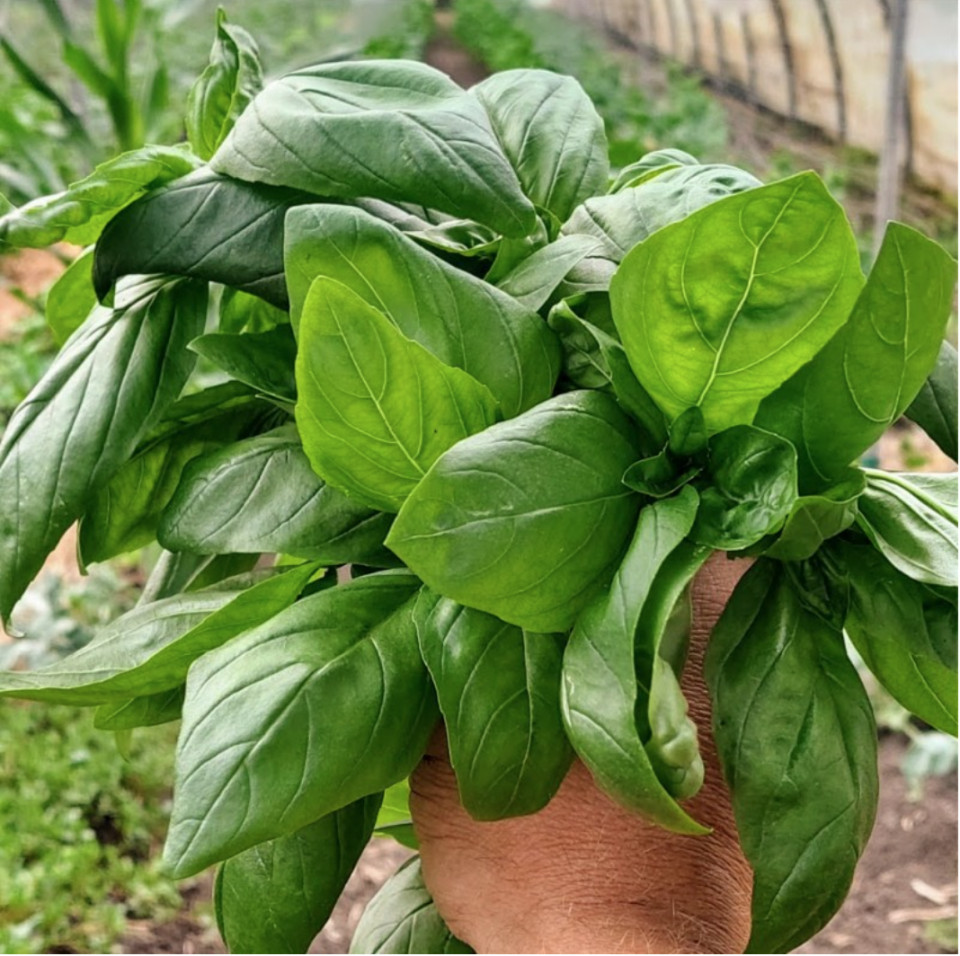 Busuioc verde proaspat, ECO