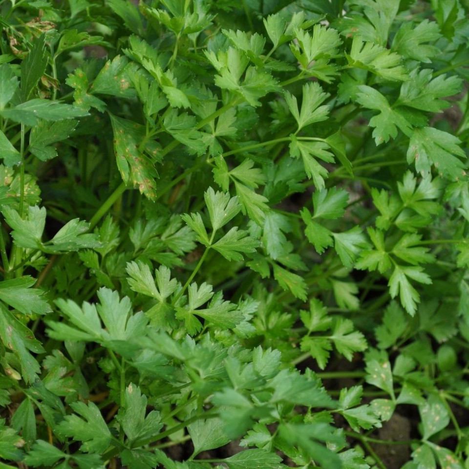 Patrunjel verde, ECO