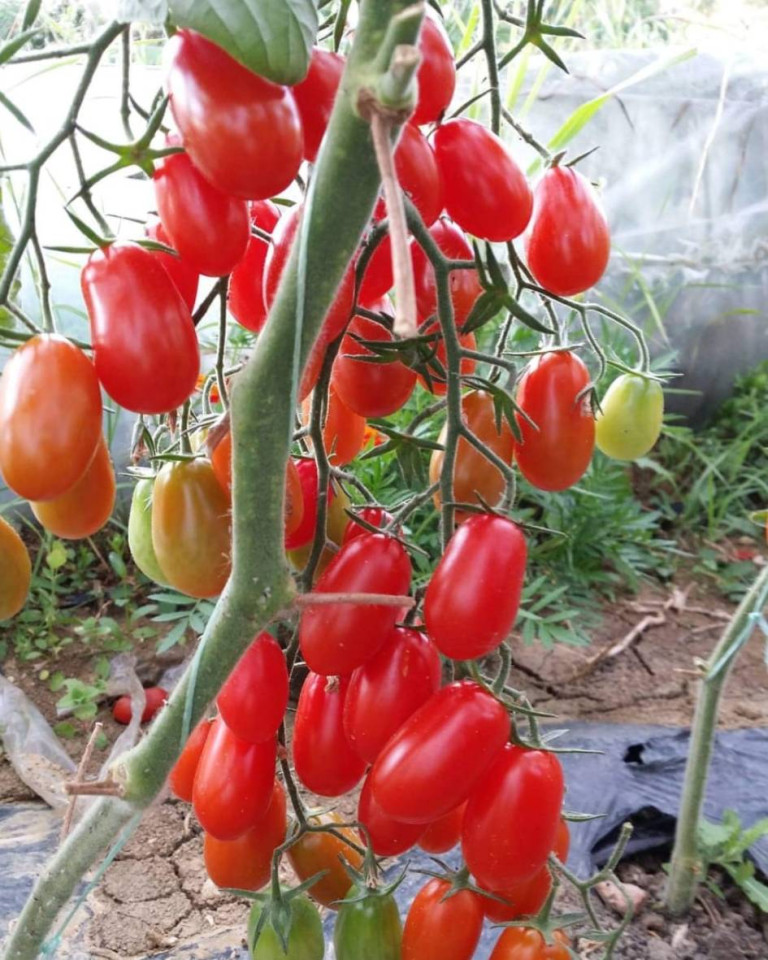 Rosii cherry Baby Roma, ECO, 500g