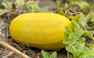 Dovleac Spaghetti, ECO, 1buc (minim 1,2kg)