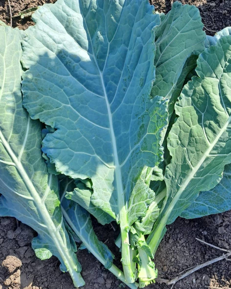 Varza Kale pentru sarmale, ECO, 200g