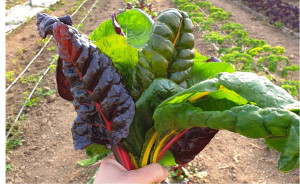 Mangold, ECO, min 200g