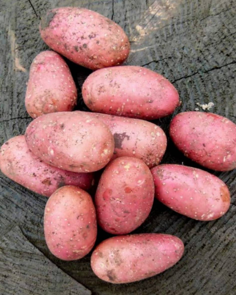 Cartofi rosii, ECO, 1 kg