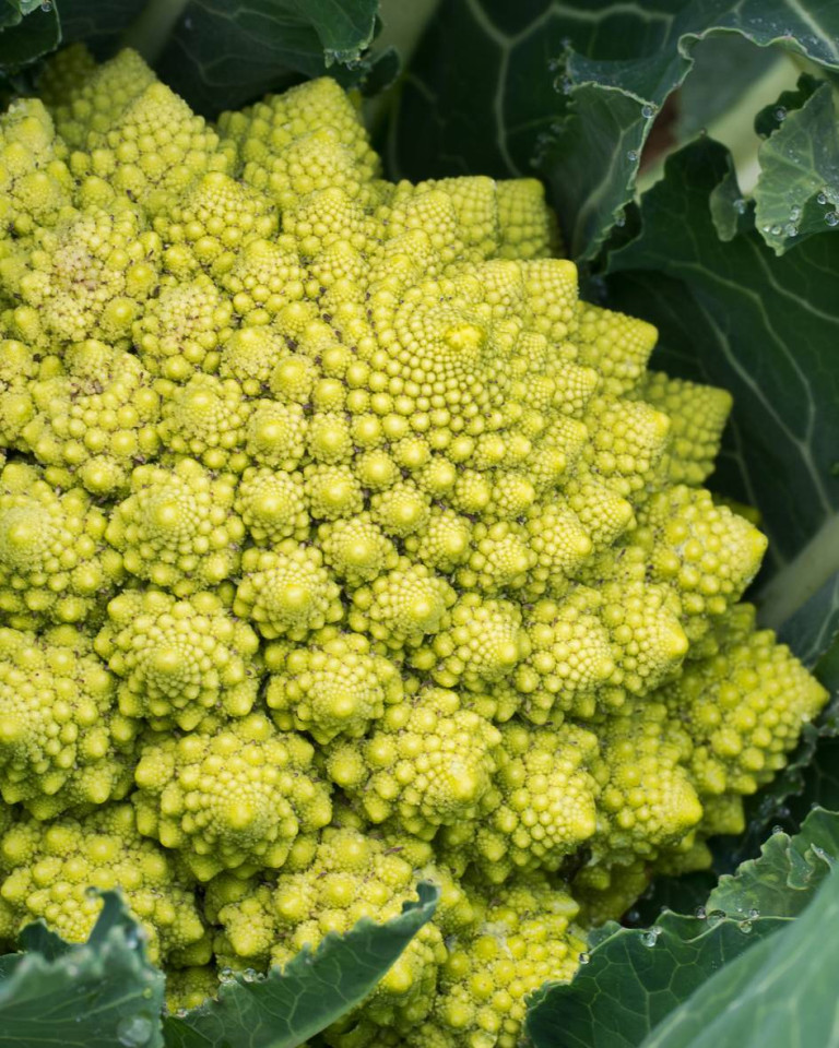 Conopida Romanescu, ECO, 1 buc