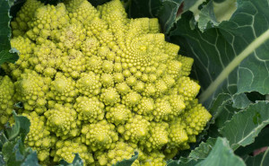 Conopida Romanescu, ECO, 1 buc