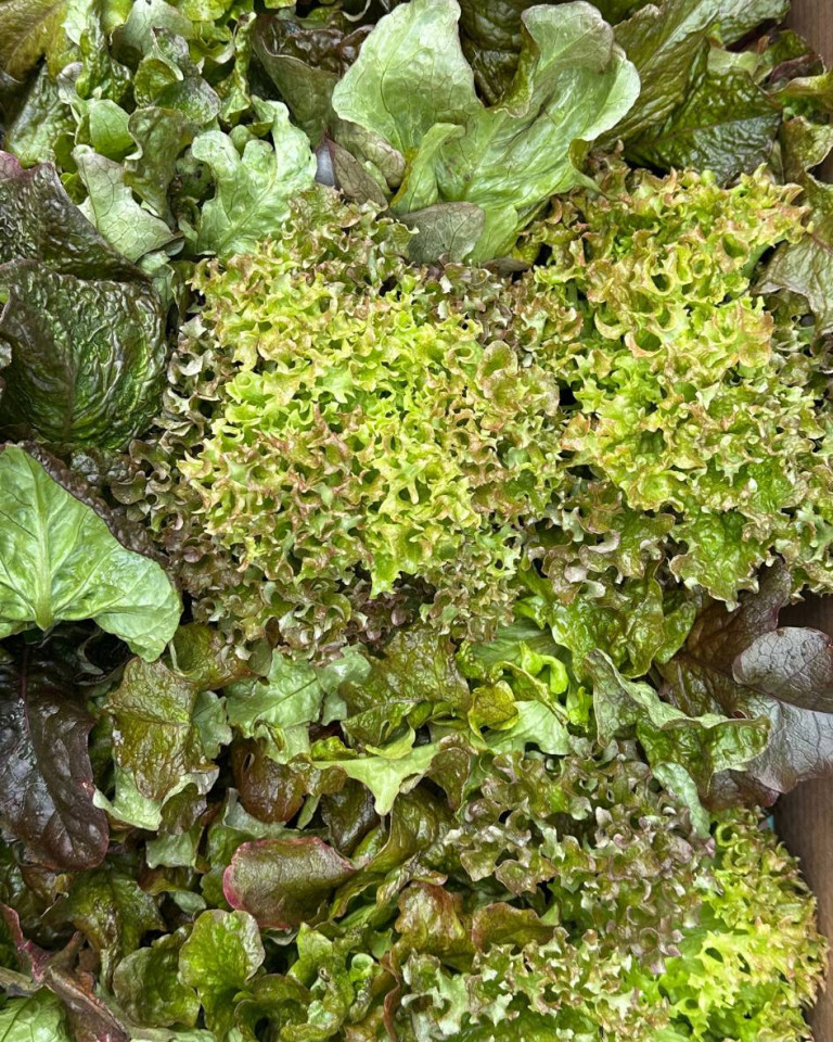 Salata colorata, ECO, 1buc