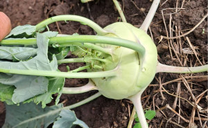 Gulie, ECO, 1buc (aprox 300g)