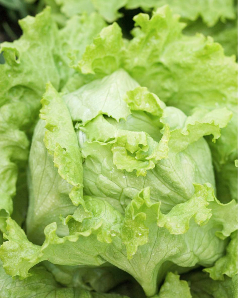 Salata verde, ECO, 1 buc
